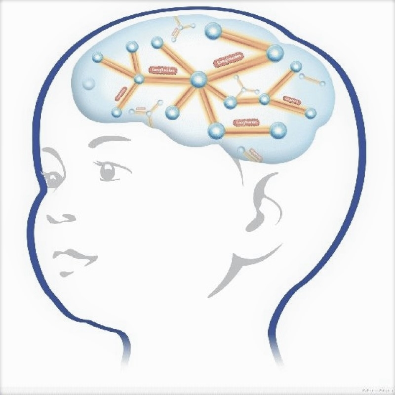 В. П. Урлапова — Развитие мозга и природосообразное обучение