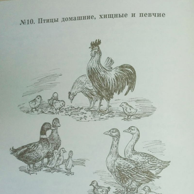 1 класс. Уроки № 23, 24 по Первой после Азбуки книге для чтения