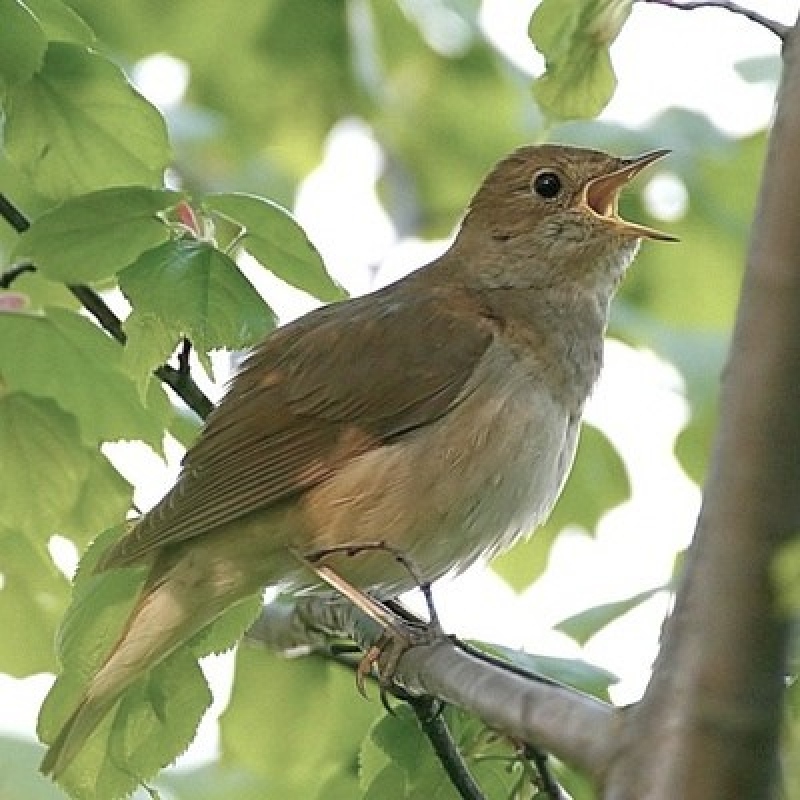 2 класс. Урок № 103 по Второй после Азбуки книге для чтения